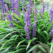 Liriope muscari 'Big Blue' GM P9