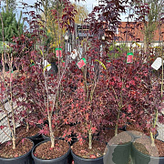 Acer pal. 'Bloodgood' 150 cm 35L