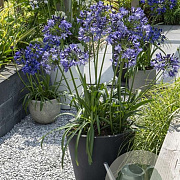 Agapanthus Poppin' Star GM cont. 90L