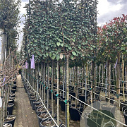 Elaeagnus ebb. 'Compacta' 8-10 HA container leiboom