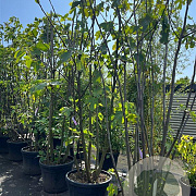 Ficus carica 250-300 cm cont. 90L meerstammig