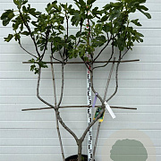 Ficus car. 'Col de Dame Noir' GM container lage leivorm U vorm