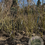 Koelreuteria paniculata 250-300 cm container meerstammig opgekroond
