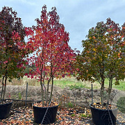 Liquidambar s. 'Worplesdon' 300-350 cm container meerstammig karakter