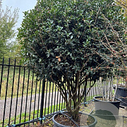 Osmanthus heterophyllus 250-300 cm container meerstammig opgekroond