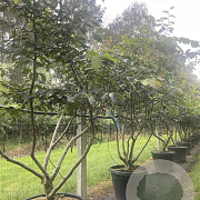 Parrotia persica 250-300 cm cont. 90L meerstammig