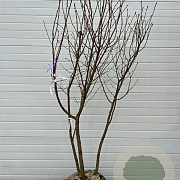 Prunus 'Accolade' 300-350 cm container meerstammig karakter