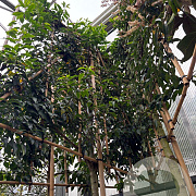 Prunus l. 'Angustifolia' 14-16 HO container 200 cm stam lei 150x120
