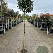 Prunus l. 'Angustifolia' 150 cm stam 12L