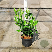 Prunus l. 'Otto Luyken' 40-50 cm 3,0L
