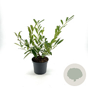 Prunus l. 'Zabeliana' 40-50 cm 3,0L