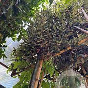Quercus ilex 10-12 HO 35L lei 120x120