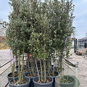 Quercus ilex 200-250 cm container meerstammig