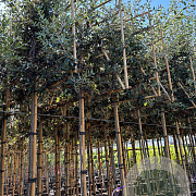 Quercus ilex 8-10 HO container lei 120x120 200 cm stam