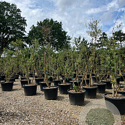 Quercus suber 300-350 cm container meerstammig karakter