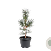 Pinus flex. 'Vanderwolf's Pyramid' 30-40 cm 3,0L