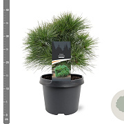 Pinus strobus 'Minima' 25-30 cm 3,5L