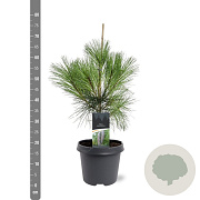 Pinus wallichiana 50-60 cm 3,0L