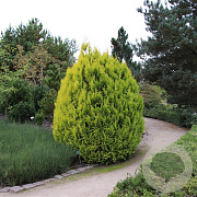 Thuja pl. '4ever' 40-50 cm 3,0L