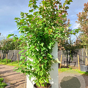 Acer rubrum 200-250 cm 40L meerstammig