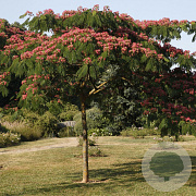 Albizia julibr. 'Rouge de Tuilière' 8-10 cm 35L