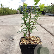 Arbutus unedo 'Minlily' 40-50 cm 3,0L