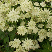 Astrantia maj. 'Superstar' GM P9