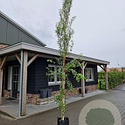 Betula p. 'Fastigiata' 10-12 cm 40L BEVEERD