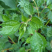 Boehmeria spicata GM P9