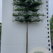 Carpinus betulus 14-16 cm 45L 200 cm stam LEIVORM