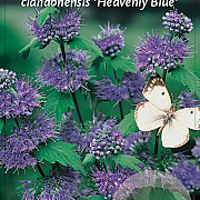 Caryopteris cland. 'Heavenly Blue' 20-25 cm 2,0L