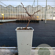 Chaenomeles cathayensis 20-30 cm P15
