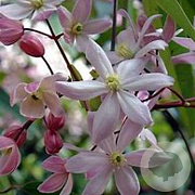 Clematis arm. 'Apple Blossom' 150-175 cm 3,0L