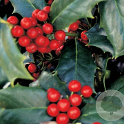 Ilex aquipernyi 'Meschick' 12-14 cm 50L