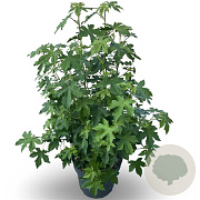 Liquidambar styraciflua 175-200 cm 35L
