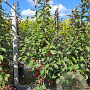 Malus 'Red Obelisk' 200-250 cm 35L solitair meerstammig