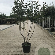 Malus 'Rudolph' 125-150 cm 40L meerstammig
