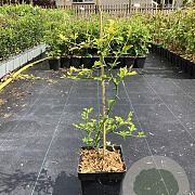 Poncirus trifoliata 60-80 cm 3,0L