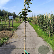 Pyrus pyrifolia 'Chojuro' 125-150 cm 10L