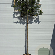 Quercus ilex 10-12 cm 35L leivorm 180 cm stam