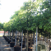 Quercus palustris 14-16 cm 50L 180 cm stam leiboom