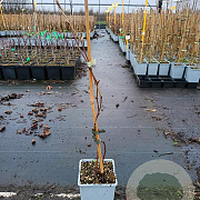 Rubus 'Boysen Thornless' 50-60 cm C1.5