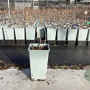 Sambucus canadensis 30-40 cm P15