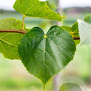 Tilia cordata 60-80 cm wortelgoed