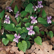 Viola reichenbachiana GM P9