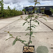 Zanthoxylum schinifolium 60-80 cm 3,0L