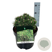 Pinus mugo 'Benjamin' 15-20 cm