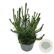 Pinus mugo uncinata 30-40 cm 6,5L