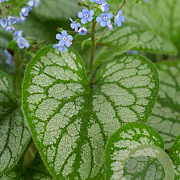 Brunnera macr. 'Jack Frost' GM P9