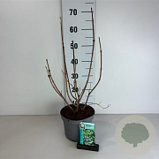Viburnum opulus 'Roseum' 50-60 cm 35L